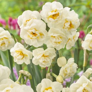Narcissus Abba - Pack of 10 Bulbs
