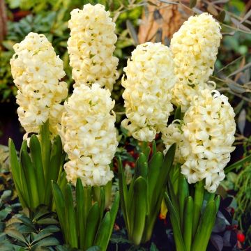 Hyacinth City of Haarlem - Pack of 5 Bulbs