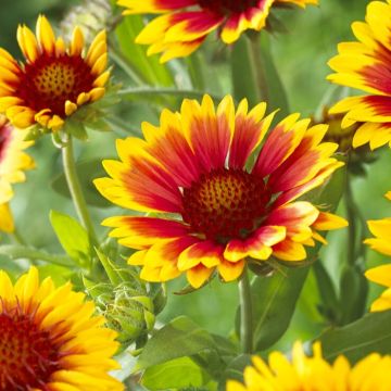 Gaillardia Kobold Goblin - Blanket Flower