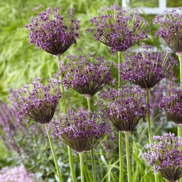 Allium Miami - Pack of 5 Bulbs