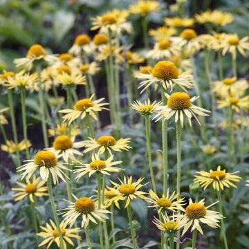 Echinacea Sunshine - Coneflower Plants