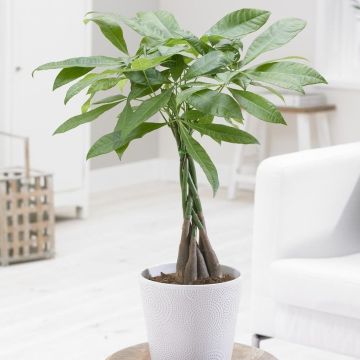 Pachira aquatica multi-stem tree - 'Money Tree'