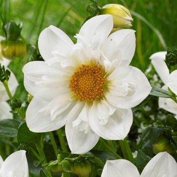Dahlia Twyning's White Chocolate Colerette