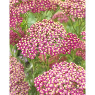 Achillea Lightning Pink