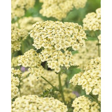 Achillea Creme de la Creme