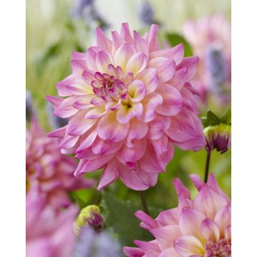 Dahlia Bahama Mama