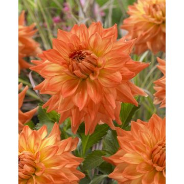 Dahlia Neon Splendor - Pack of THREE