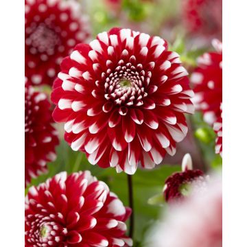 Dahlia Little Tiger - Pack of THREE