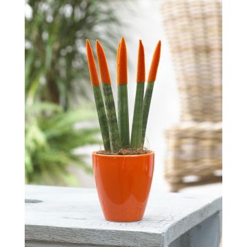 Sansevieria Velvet Touchz Orange