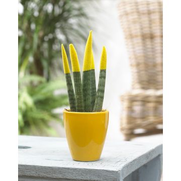 Sansevieria Velvet Touchz Yellow