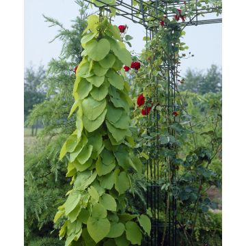 Large 6-7ft Specimen Climber - Aristolochia macrophylla
