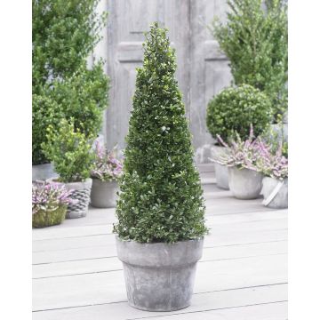 Topiary Ilex Crenata 'Dark Green' 50-60cm Pyramid