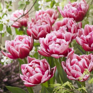 Tulip Columbus - Pack of 6 Bulbs