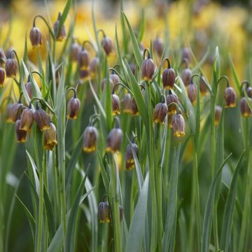 Fritillaria Uva Vulpis - Pack of 10