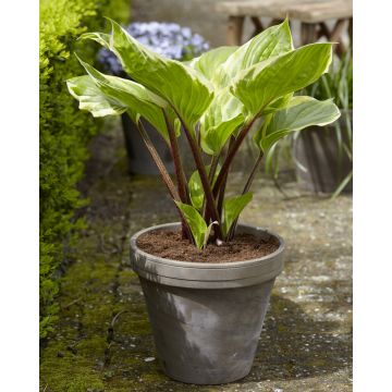 Hosta 'Sorbet'