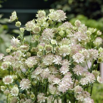 Astrantia Buckland - Masterwort