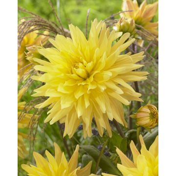 Dahlia Gelber Vulcan