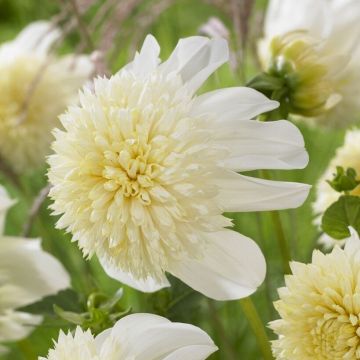 Dahlia Platinum Blonde