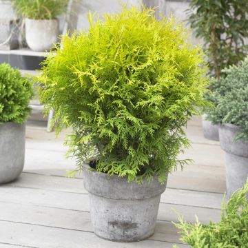 Thuja occidentalis 'Golden Globe'