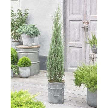 Juniperus scopulorum 'Blue Arrow' - LARGE