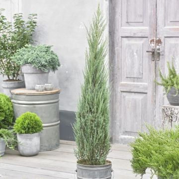 Large Juniperus scopulorum Blue Arrow - circa 150-170cm 