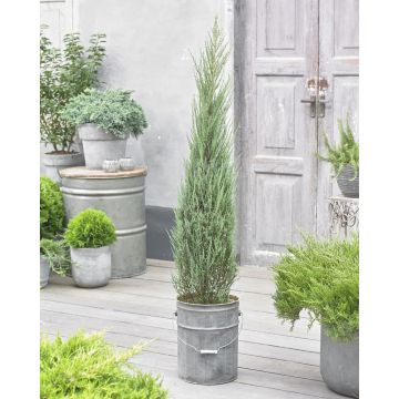 Juniperus scopulorum  Blue Arrow