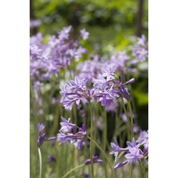 Tulbaghia violacea