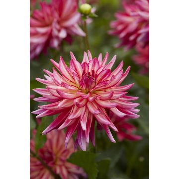 Dahlia Pinkie Swear