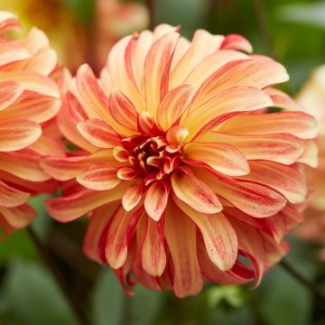Dahlia Irish Pinwheel