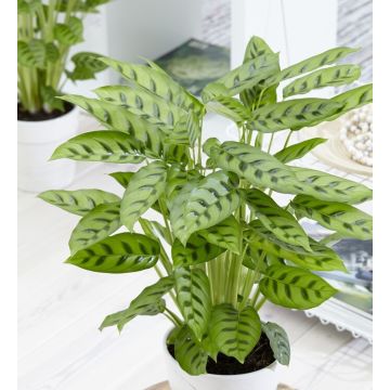 SPECIAL DEAL - Calathea Leopardina