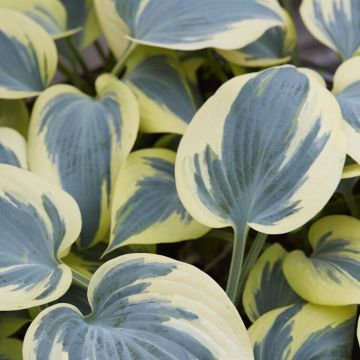 Hosta Ben Vernooij