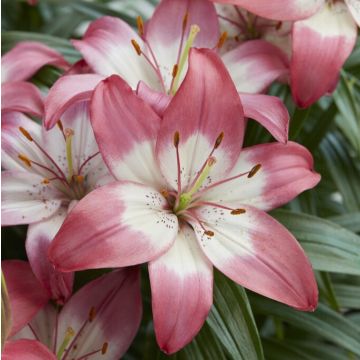 Lilium Perfect Joy - Pack of FOUR Lily Bulbs