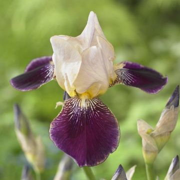 Iris germanica 'Salonique' 