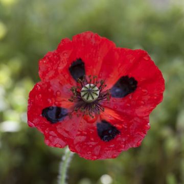 Poppy Plant 'Ladybird' - Papaver commutatum