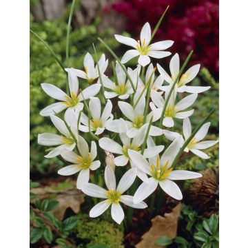 Zephyranthes candida