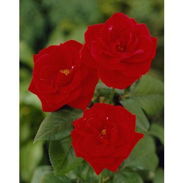 Rosa Evelyn Fison - Floribunda Rose 