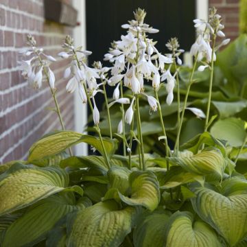 Hosta 'Paul's Glory'