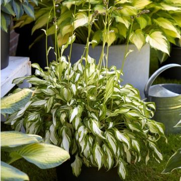 Hosta 'Kiwi Spearmint' -  Pack of 3 Bare Root					