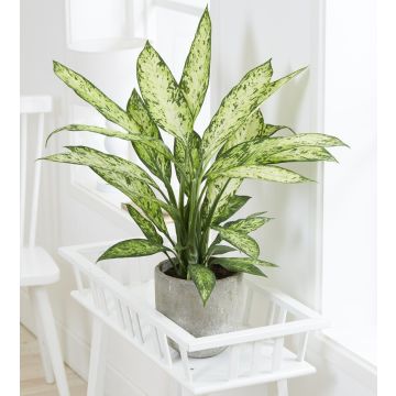 Dieffenbachia Vesuvius