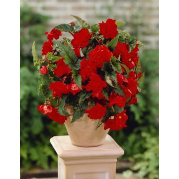 Begonia Cascade Red