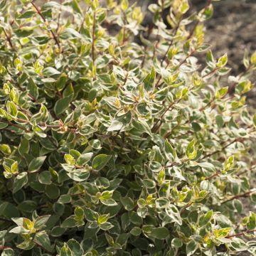 Abelia grandiflora 'Sparking Silver'