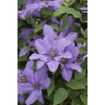 Clematis Parisienne - Summer Flowering Boulevard Patio Clematis