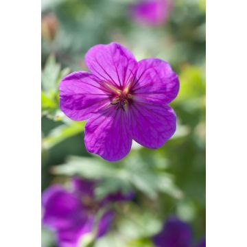 Geranium Little David