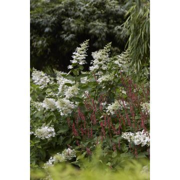 Hydrangea pan Floribunda