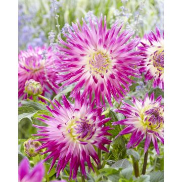 Dahlia Veritable