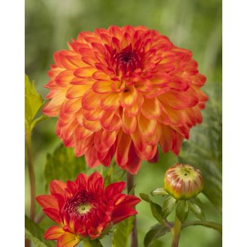 Dahlia Mardi Gras - Pack of THREE