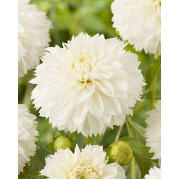 Dahlia Myama Fubuki