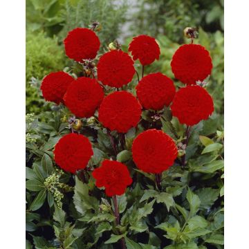 Dahlia Melody Bolero - Pack of THREE