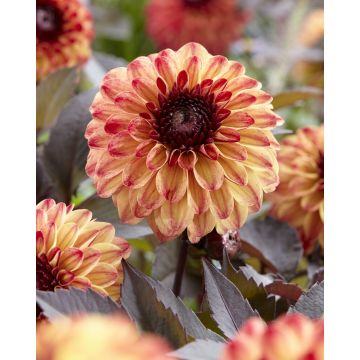 Dahlia Tirza - Pack of THREE