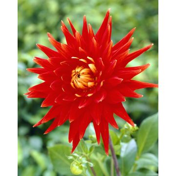 Dahlia Vulcan - Pack of THREE